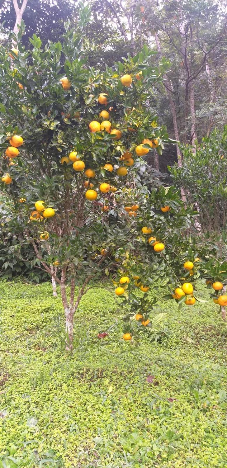 Fazenda Piloes Villa Petropolis  Luaran gambar