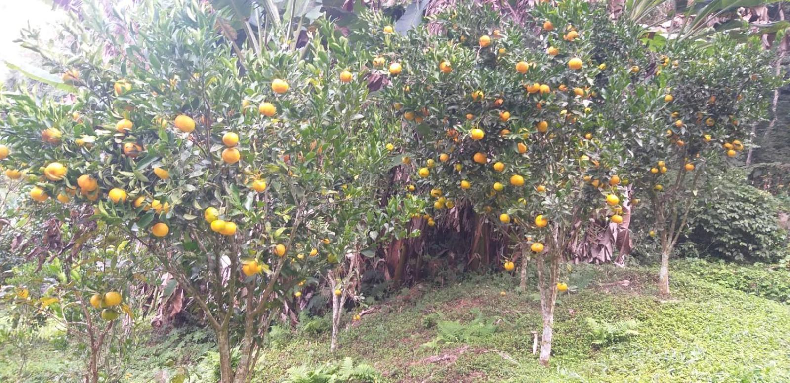 Fazenda Piloes Villa Petropolis  Luaran gambar