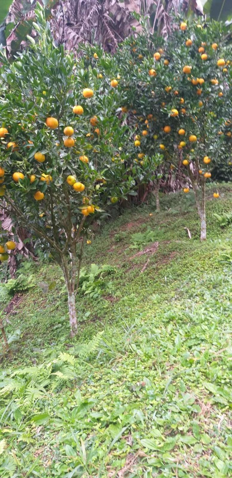 Fazenda Piloes Villa Petropolis  Luaran gambar