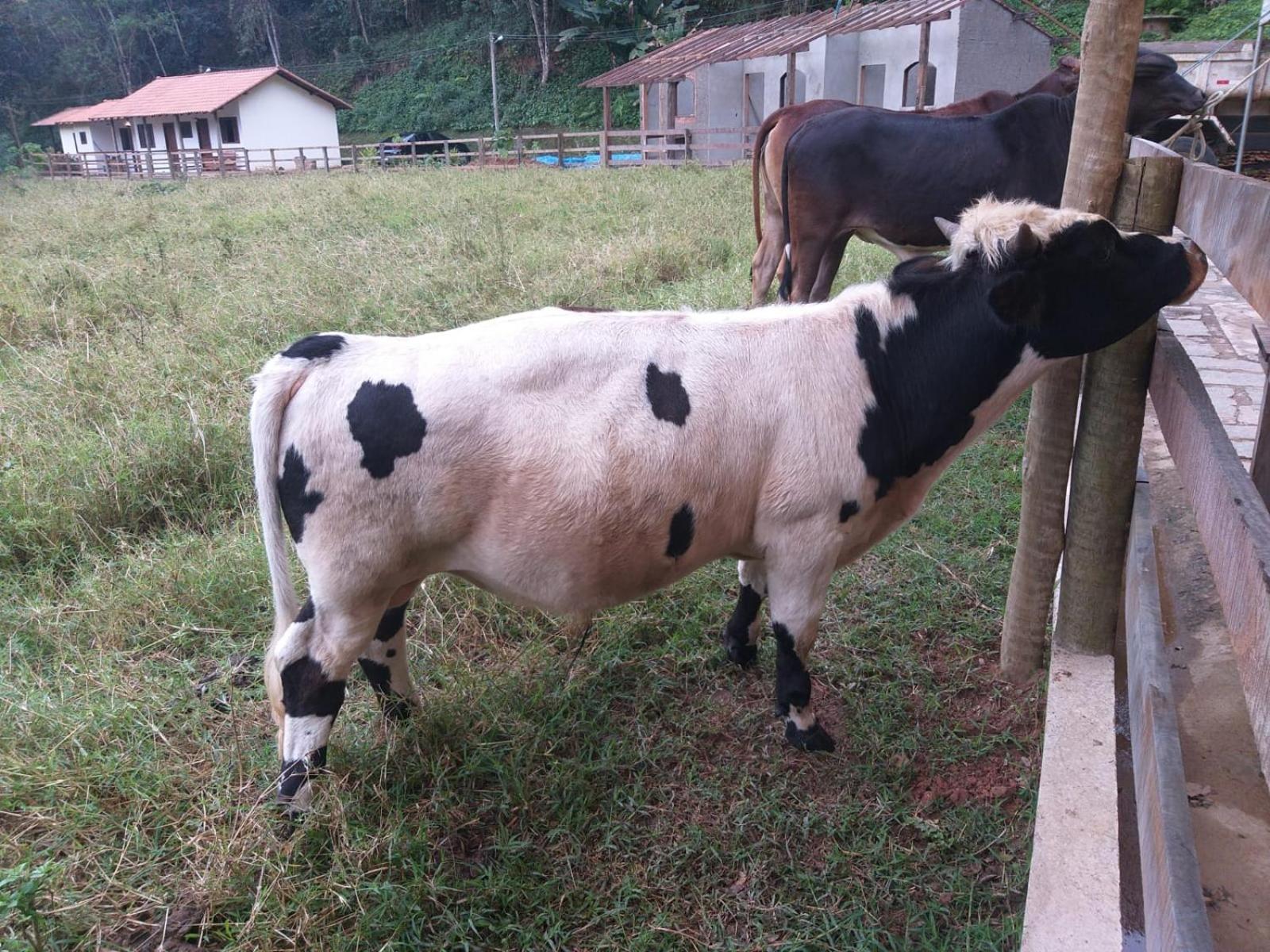 Fazenda Piloes Villa Petropolis  Luaran gambar