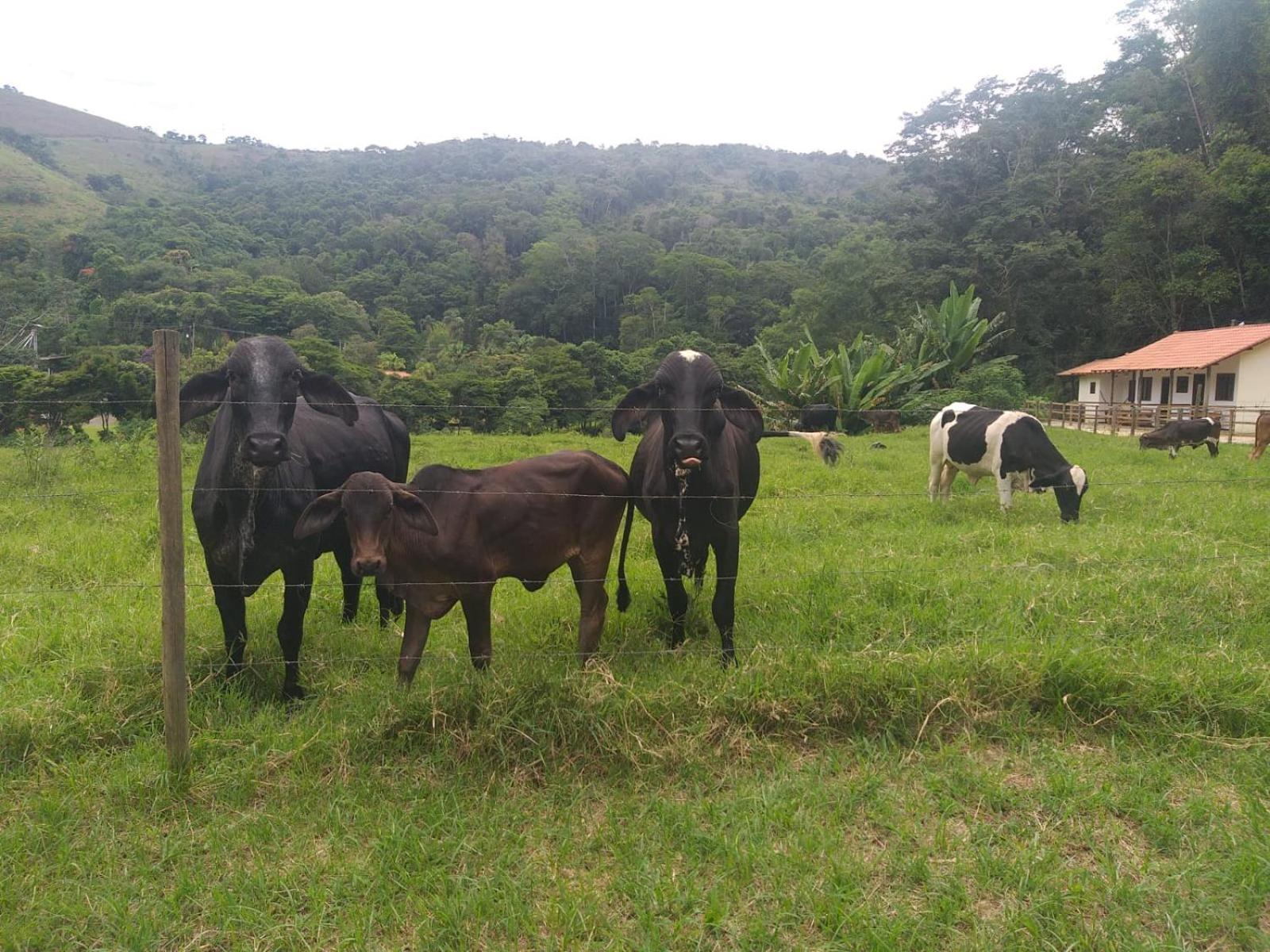 Fazenda Piloes Villa Petropolis  Luaran gambar