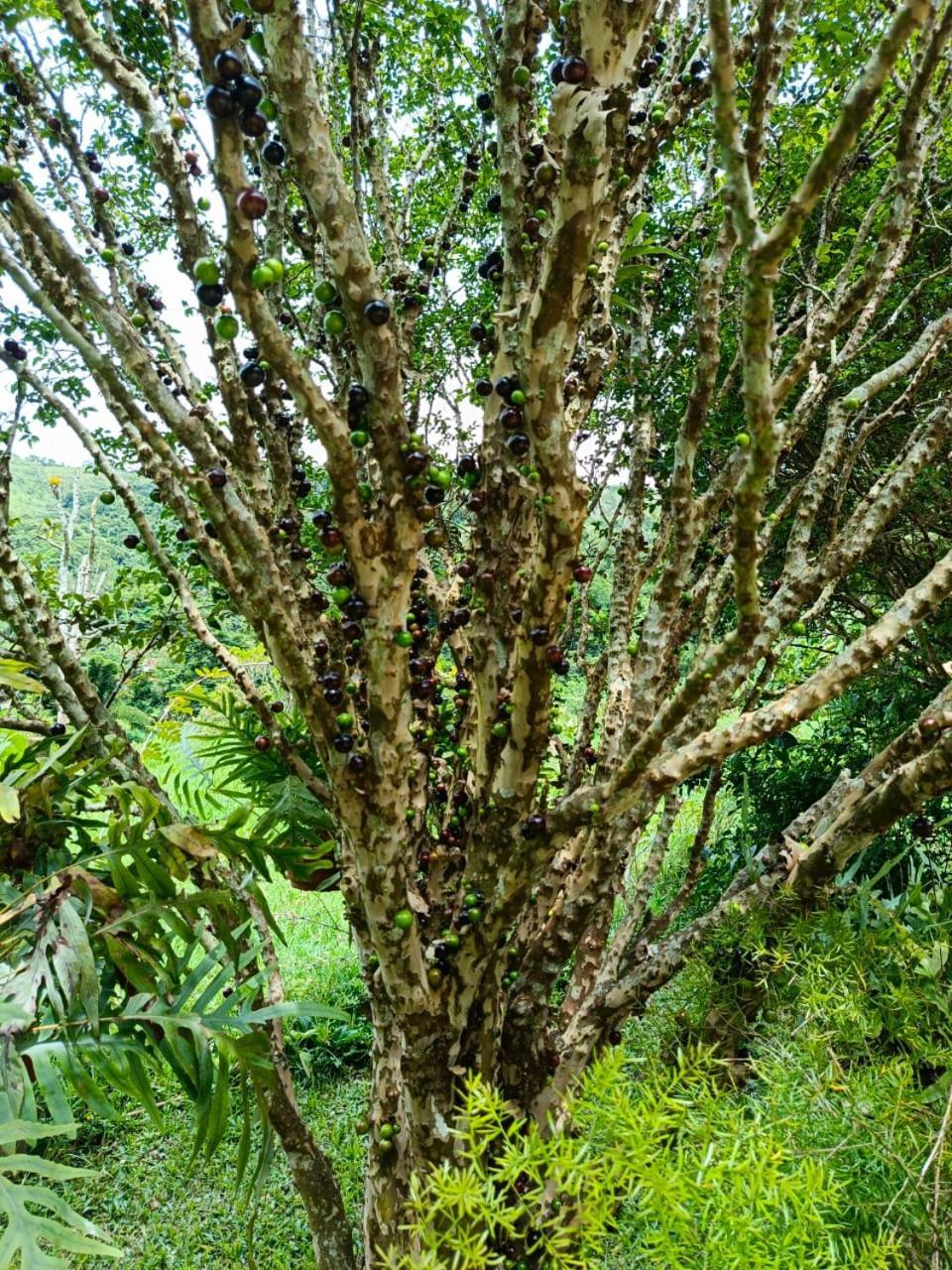 Fazenda Piloes Villa Petropolis  Luaran gambar